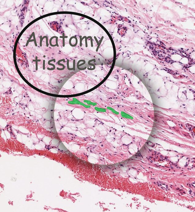 Anatomy Tissues